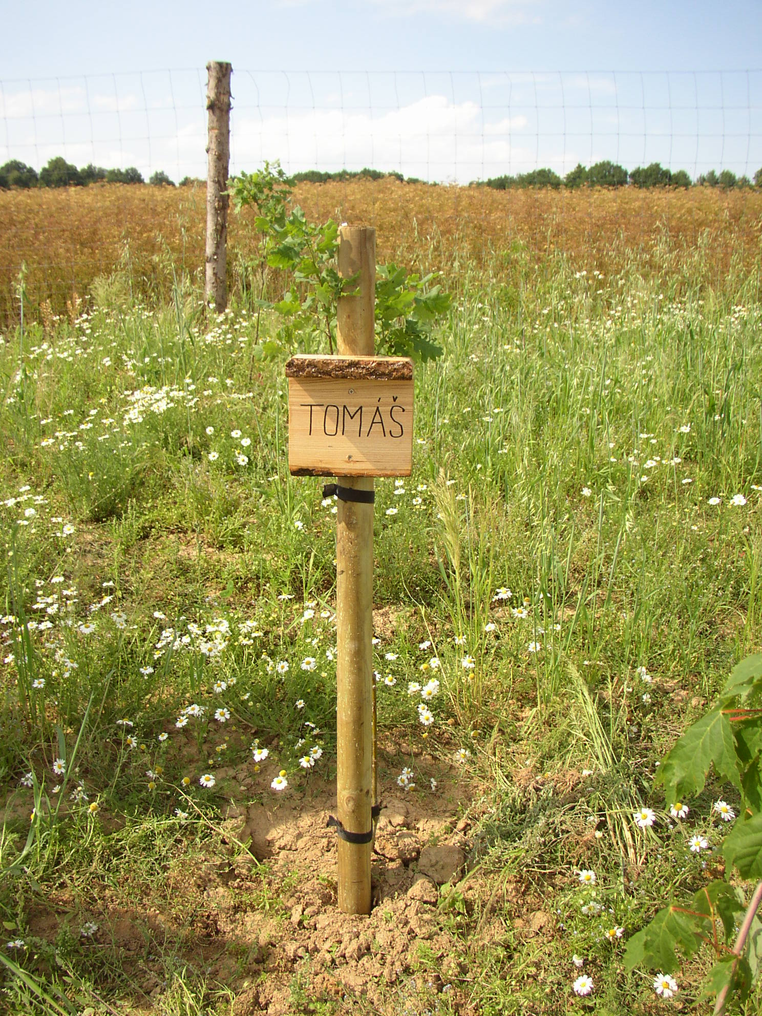 103 Tomáš