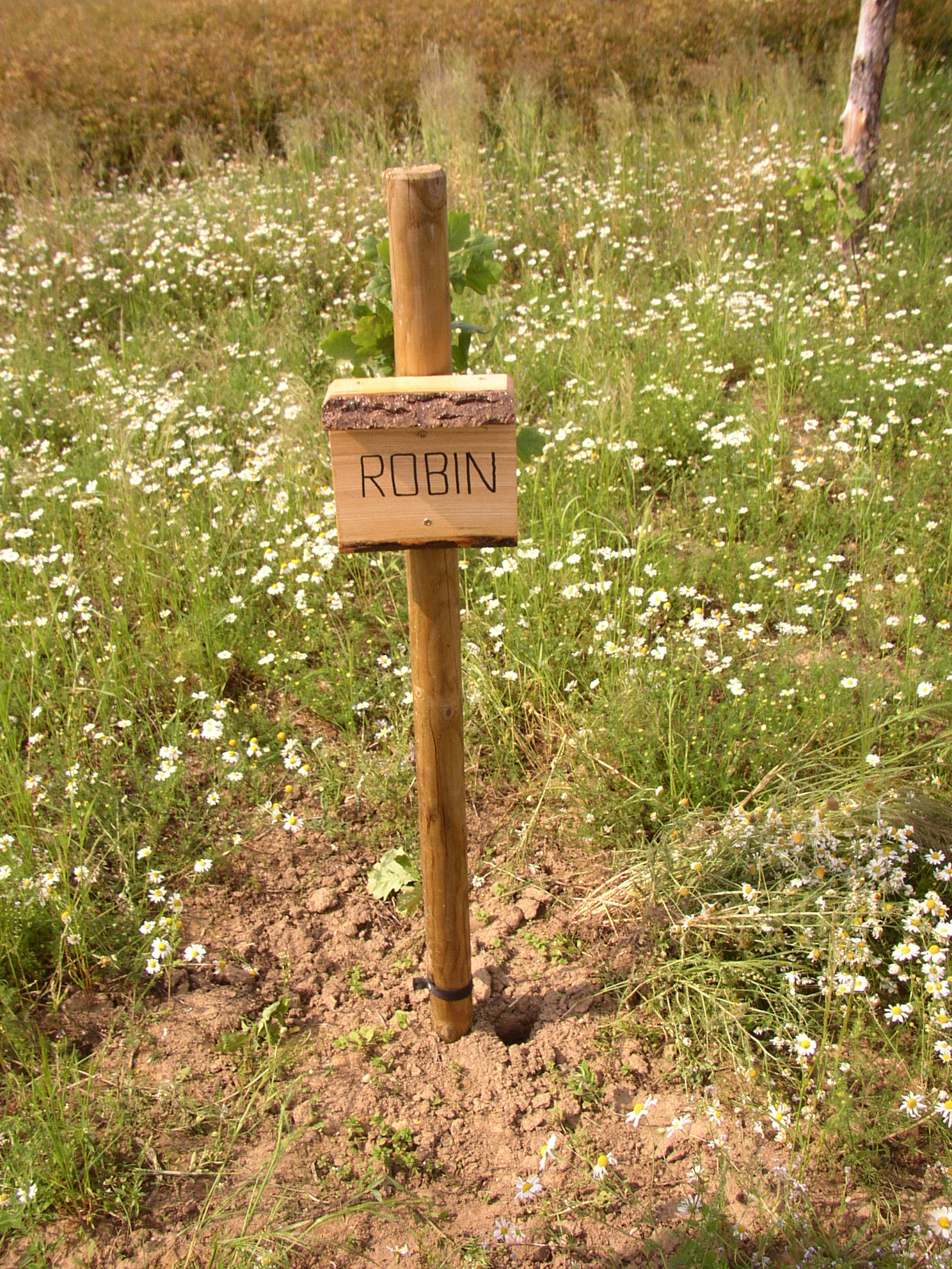 Robin