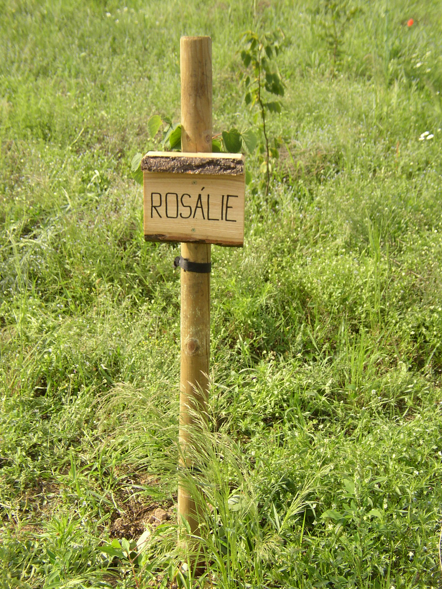 Rosárka
