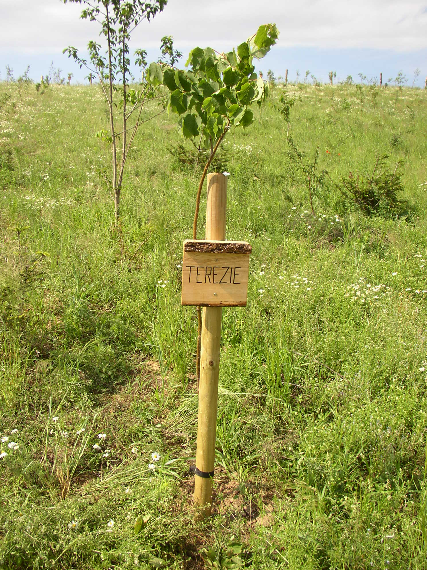 107 Trezka