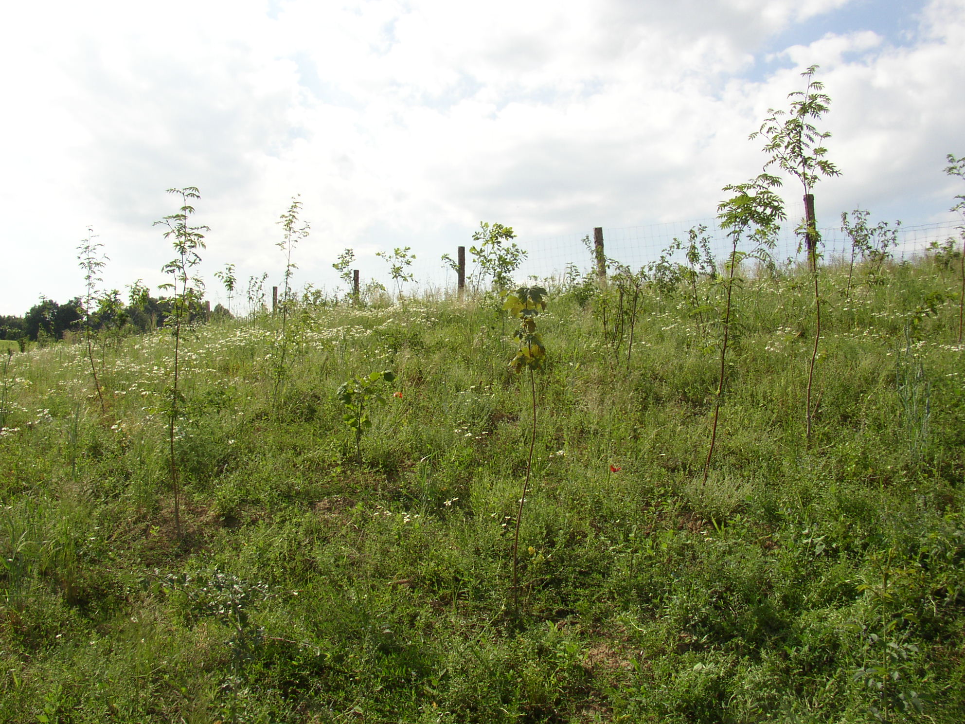 Pole 2012_6_23 (19)
